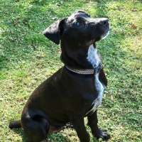 Photo of Bluey