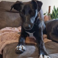 Photo of Bear