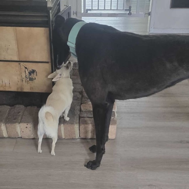 Photo of Bentley The Greyhound