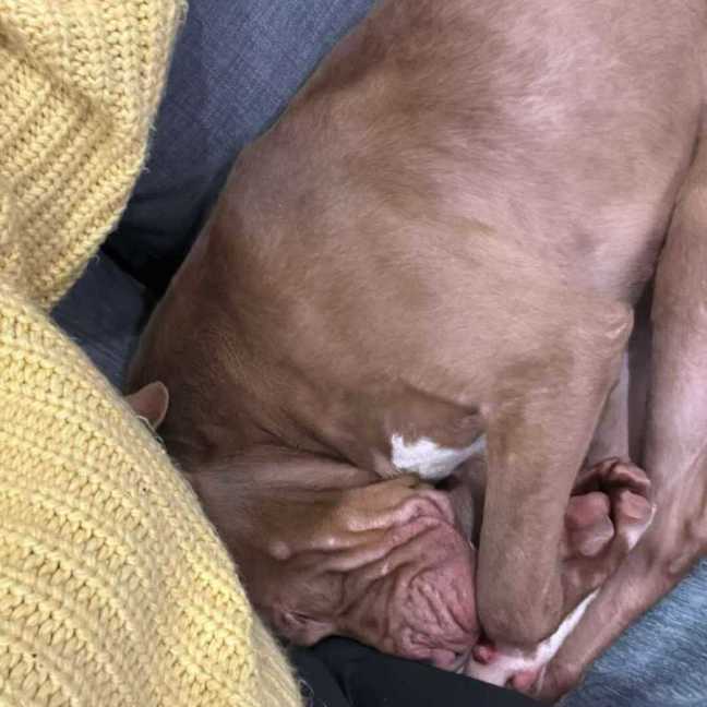 Photo of Bruiser