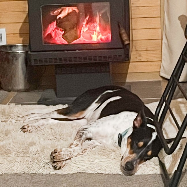 Photo of Archie