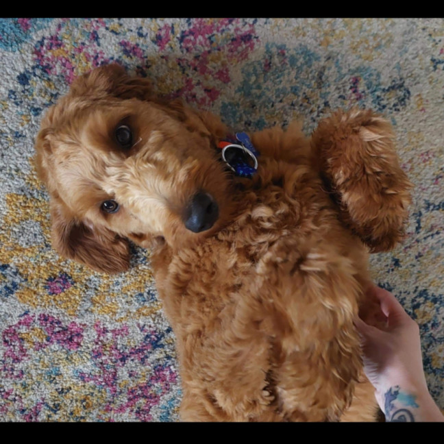 Photo of Gary   Groodle