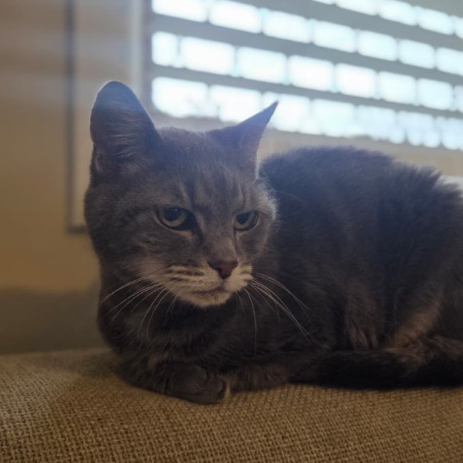 Photo of Dusty