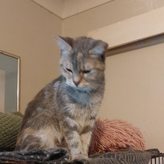 Photo of Cleo