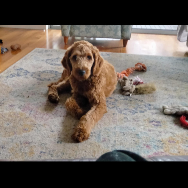 Photo of Gary   Groodle