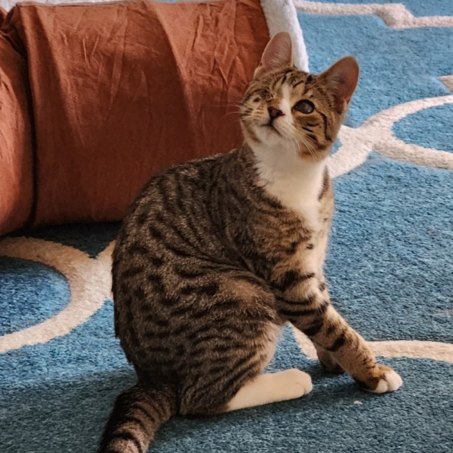 Photo of Desi ^^Dandy Cat Rescue^^