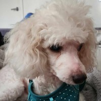 Photo of Crystal 