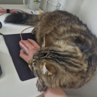 Photo of Bob Dylan 🎸