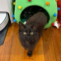 Photo of Bert & Ernie   In Foster In Wantirna Sth