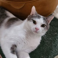 Photo of Freddie ^^Dandy Cat Rescue^^