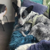 Photo of Tommy