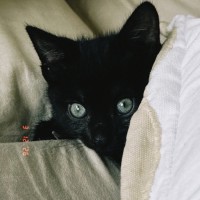 Photo of Tails & Little Tails