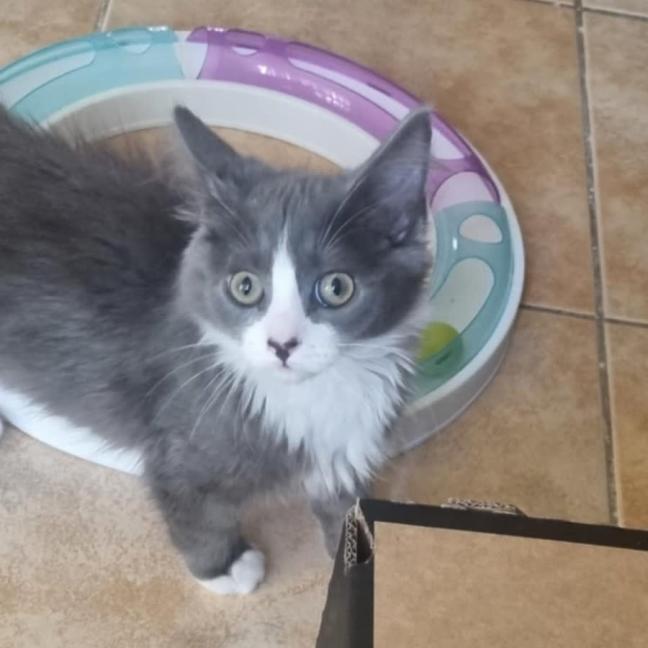 Photo of Mochi Meet Me@Keysbourgh Petstock