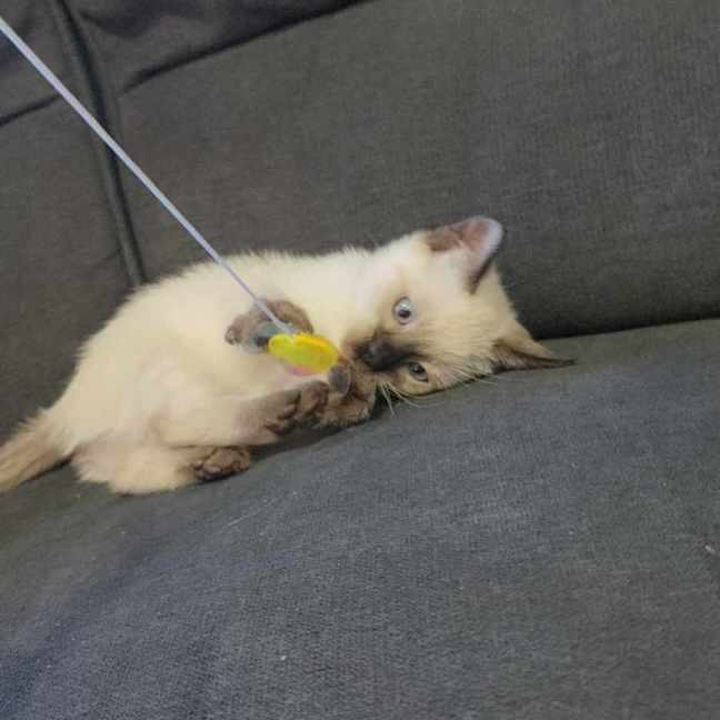 Photo of Millie
