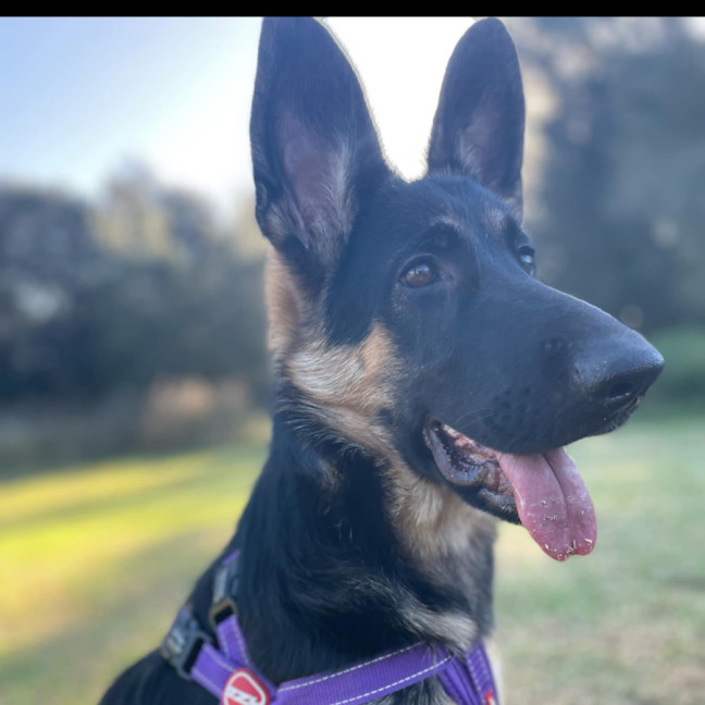 Photo of Luna