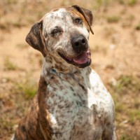 Photo of Dozer