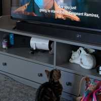 Photo of Buzz ^^Dandy Cat Rescue^^