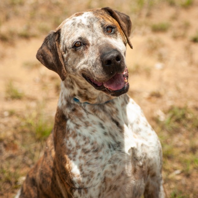 Photo of Dozer