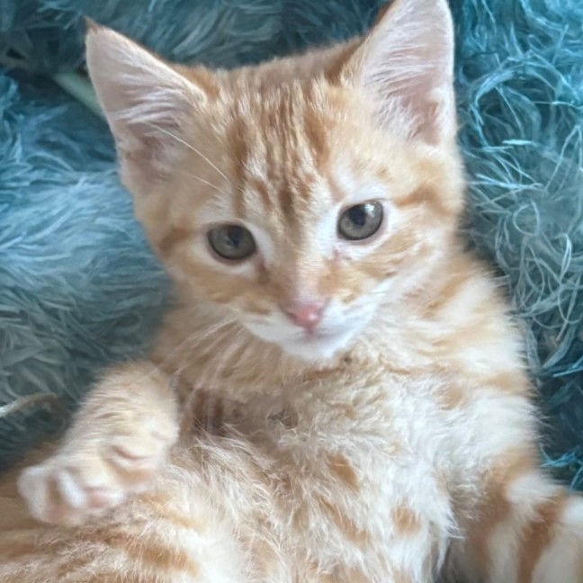 Photo of Caleb 🦁🧡🦁