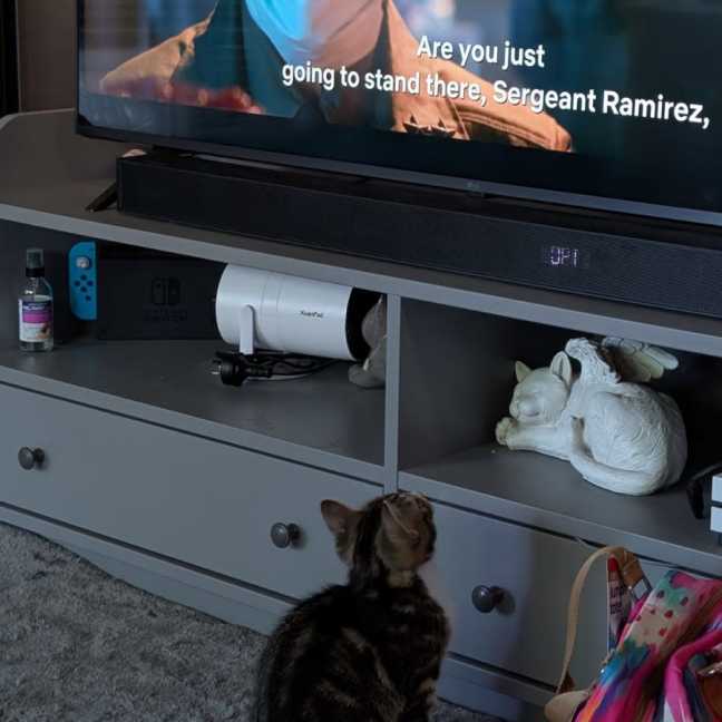 Photo of Buzz ^^Dandy Cat Rescue^^