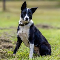 Photo of Bonnie