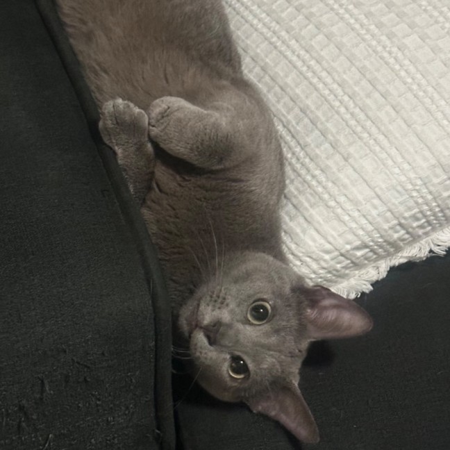 Photo of Nikolai 😻🧵🧶