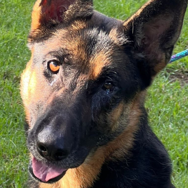 Photo of Bluey
