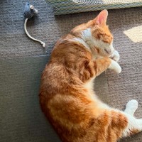 Photo of Toby