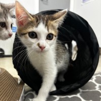 Photo of Annabelle 