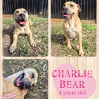 Photo of Charlie Bear