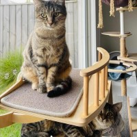 Photo of Juniper And Jinn