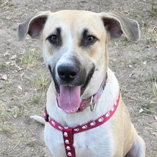 Blair - Labrador Retriever Dog