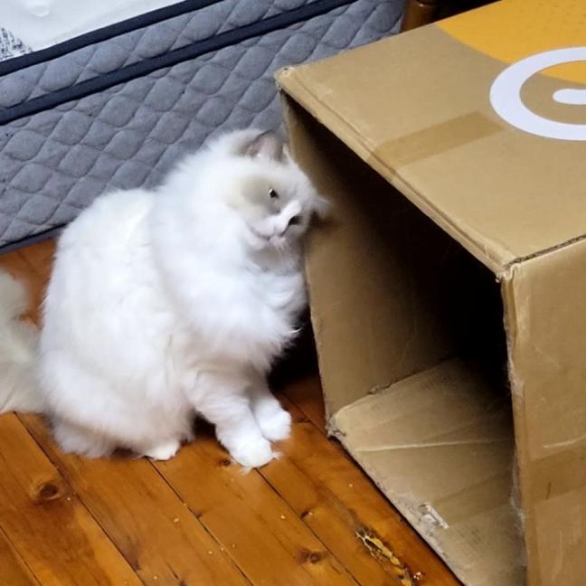 Photo of Sacha   9 Year Old Ragdoll