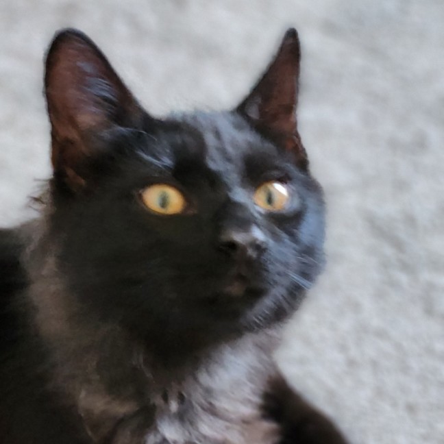 Photo of Memphis ^^Dandy Cat Rescue^^