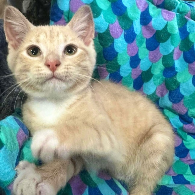 Photo of Annie 🧡   Meet Me @ Petstock Prahran!