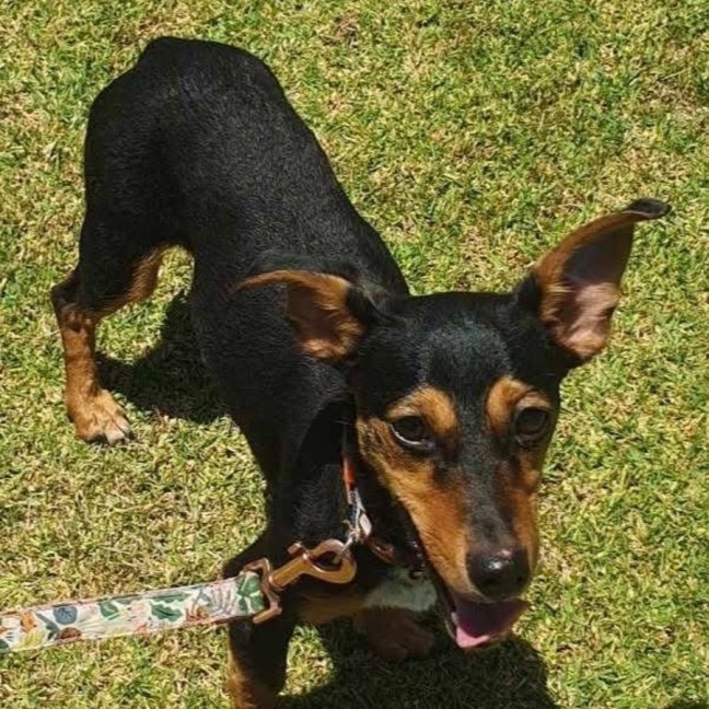 Photo of Sleigh Bells