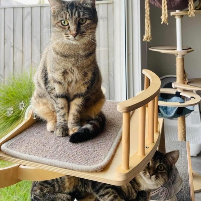 Photo of Juniper And Jinn