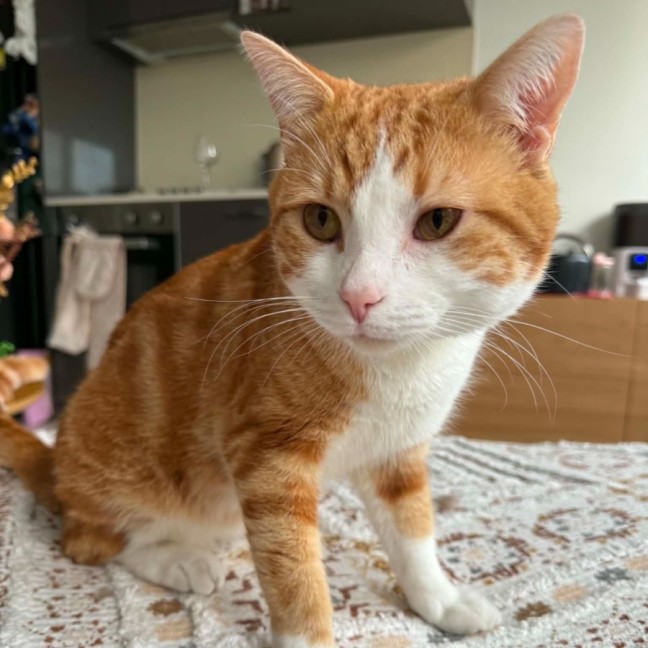Photo of Toby