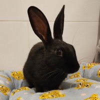 Photo of Cici *On Trial*