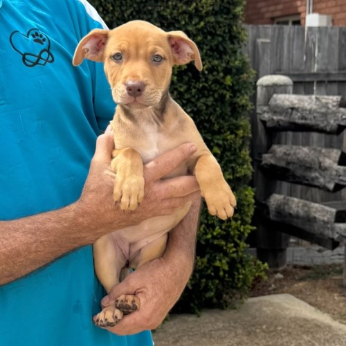 Cinnamon - Staffordshire Bull Terrier x Australian Kelpie Dog