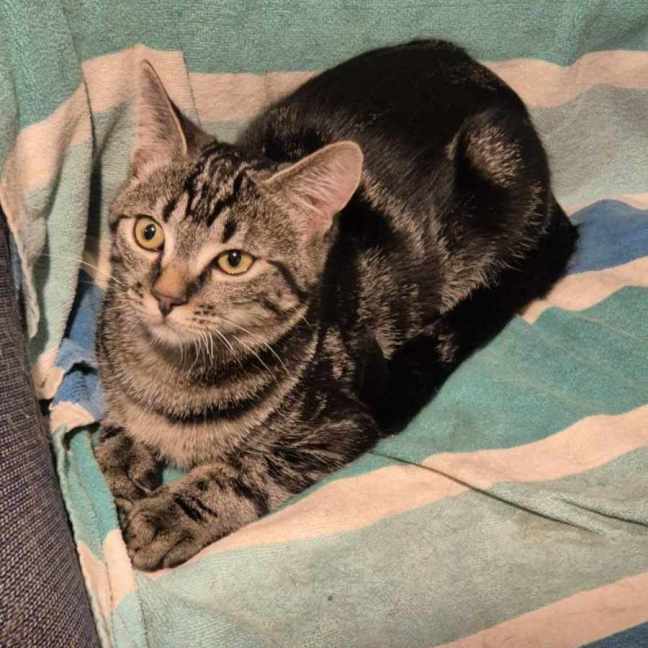 Photo of Tom**2nd Chance Cat Rescue**