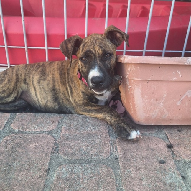 Photo of Stella
