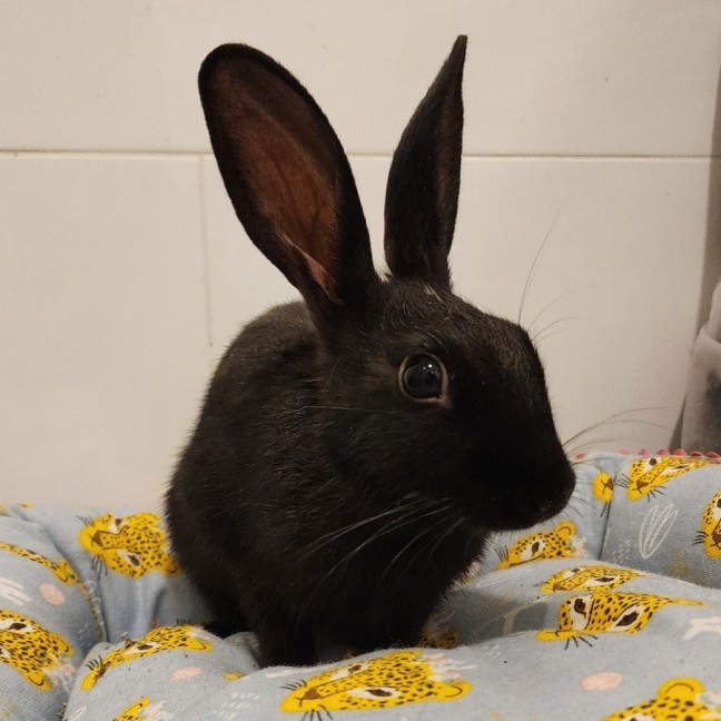 Photo of Cici *On Trial*