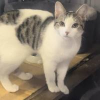 Photo of Buddy