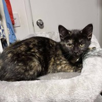 Photo of Pebbles