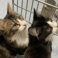 Photo of Kevin   Located In Kew