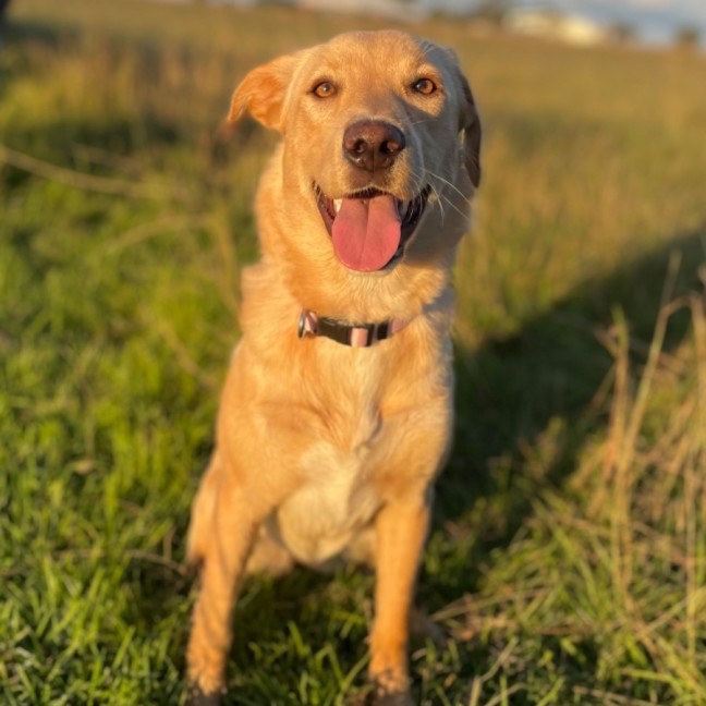Photo of Maple