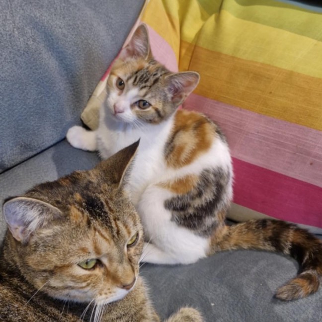 Photo of Lila 🌈☀️