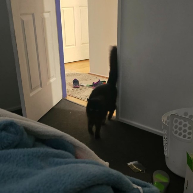 Photo of Chester