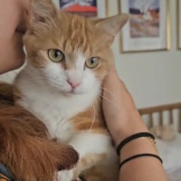 Photo of 💛 Goldie 💛